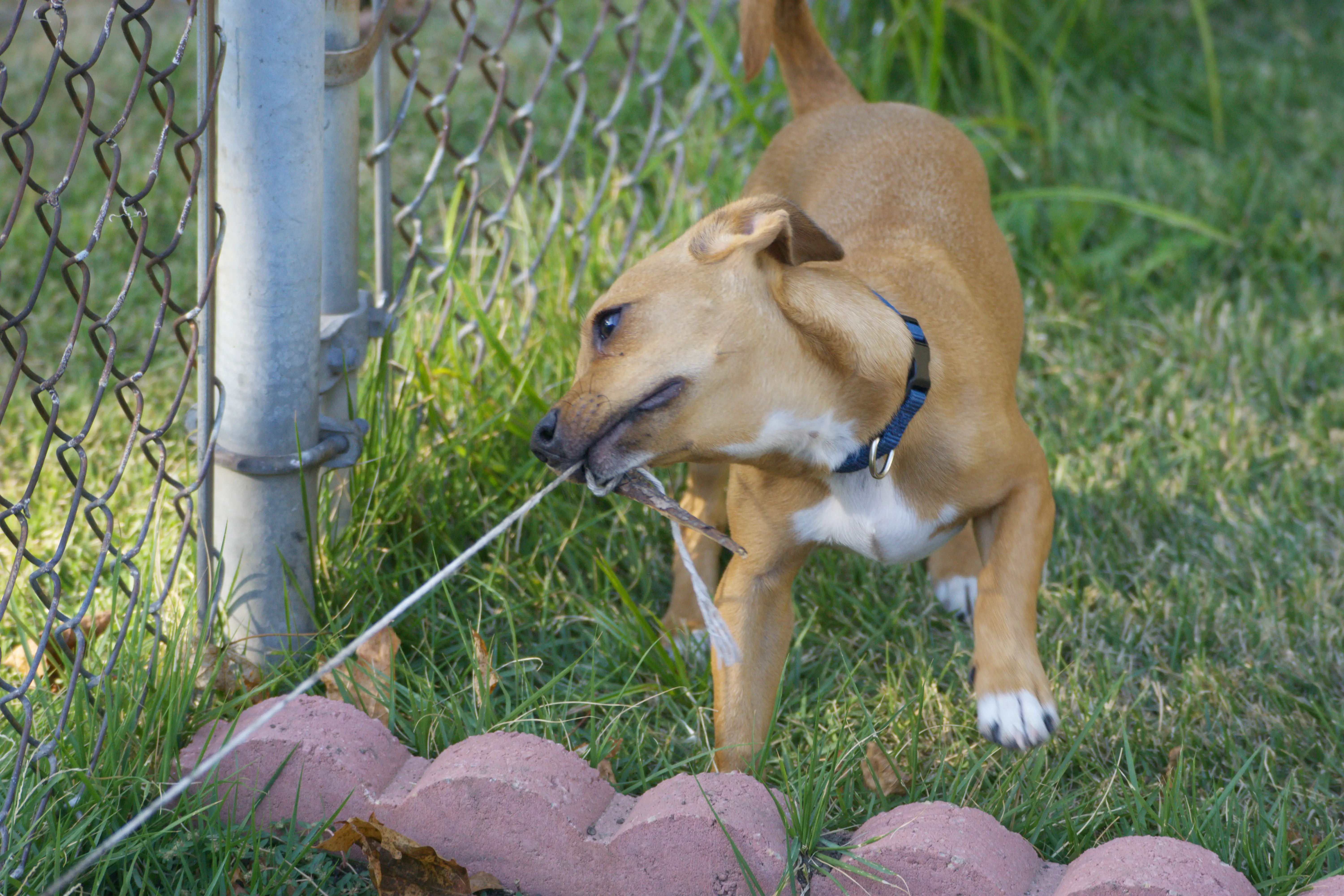 Archie Pulling String